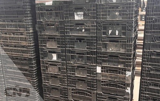 Foto van Tulpen exportkrat-Kunststof krat