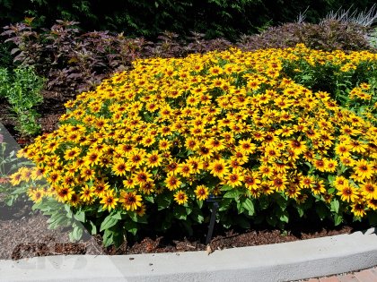 'MiniBeckia Flame'®