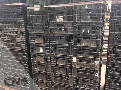 Tulpen exportkrat-Kunststof krat