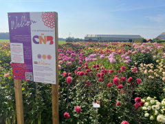 Highlighted image: CNB Dahliashowtuin nog geopend!