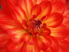 Highlighted image: Dahlia